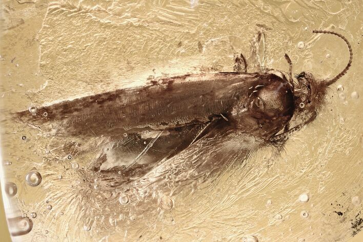 Detailed Fossil Moth (Lepidoptera) in Baltic Amber #325263